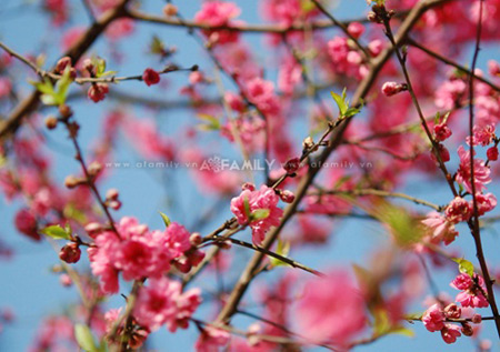 hạt giống hoa, hạt giống hoa chất lượng cao, hạt giống hoa trồng chậu, hạt giống hoa trồng thảm, hoa thảm, hoa chậu, hoa leo, hoa Tết